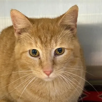 An adult medium-sized male Orange / Red Domestic Short Hair cat named Gimlet for adoption in Lansing, MI