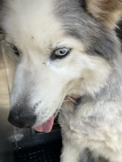 An adult large-sized male Mixed Breed dog named Koda for adoption in Dallas, TX