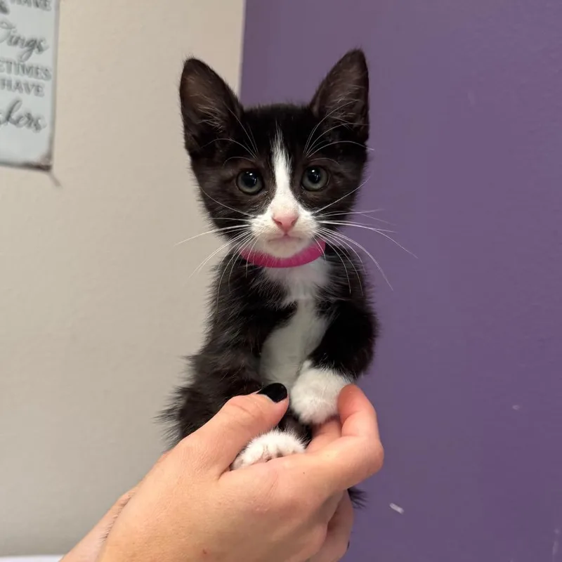 A baby small-sized female Black Domestic Short Hair cat named Zelda for adoption in Englewood, FL