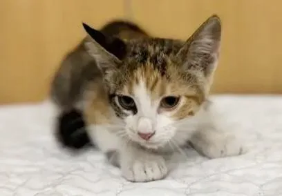 A baby small-sized female Domestic Short Hair cat named Lillian for adoption in Saint Louis, MO