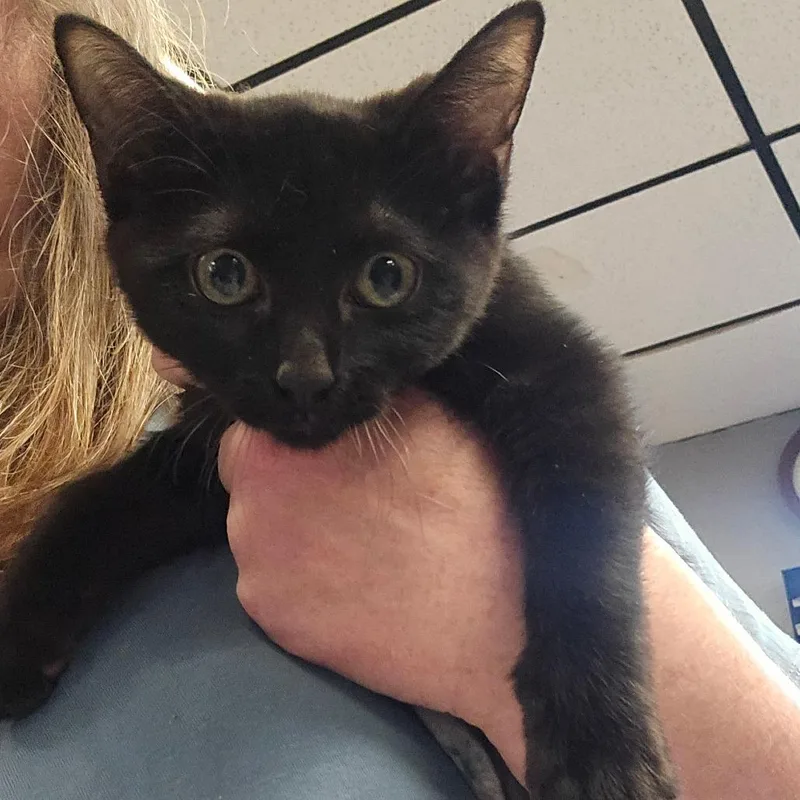 A baby small-sized female Black Domestic Short Hair cat named Ivy for adoption in Spokane, WA