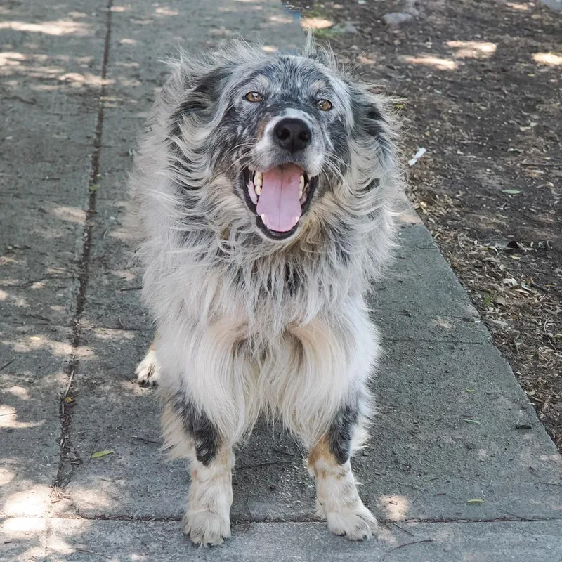 An adult medium-sized male White / Cream Australian Shepherd dog named Fabio for adoption in Point Richmond, CA