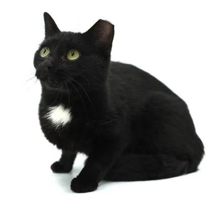 An adult medium-sized female Domestic Short Hair cat named Wendy for adoption in Bowling Green, KY