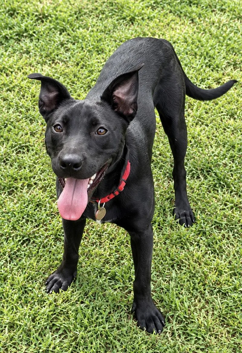 A young medium-sized female Pit Bull Terrier dog named Hallie for adoption in Nashville, TN