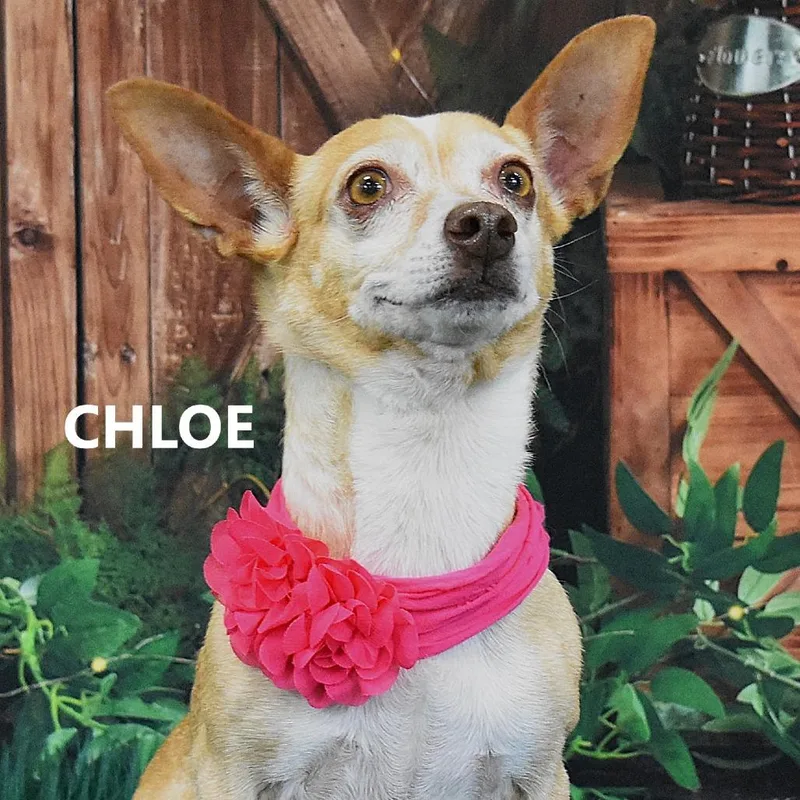Chloe thumbnail 2