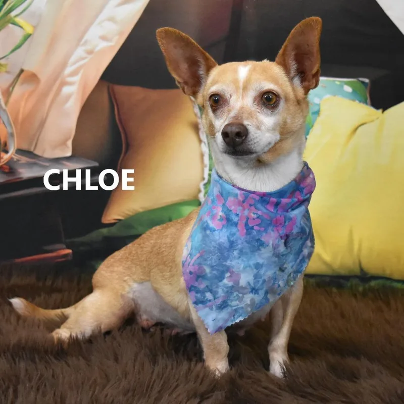 Chloe thumbnail 3