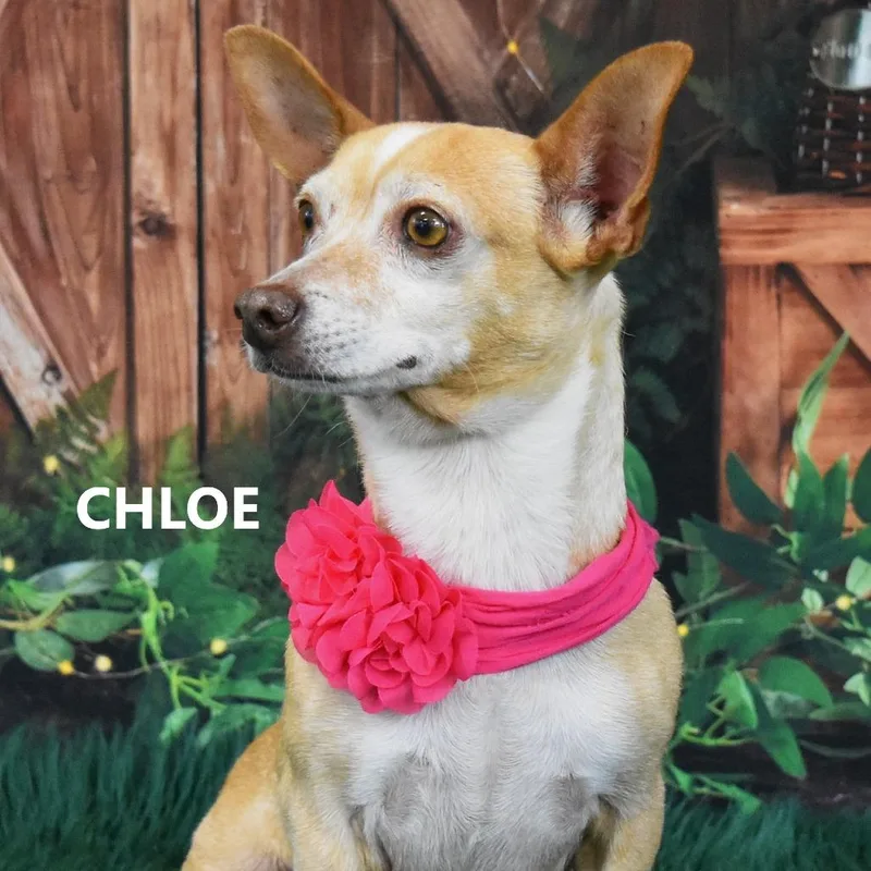 Chloe thumbnail 4