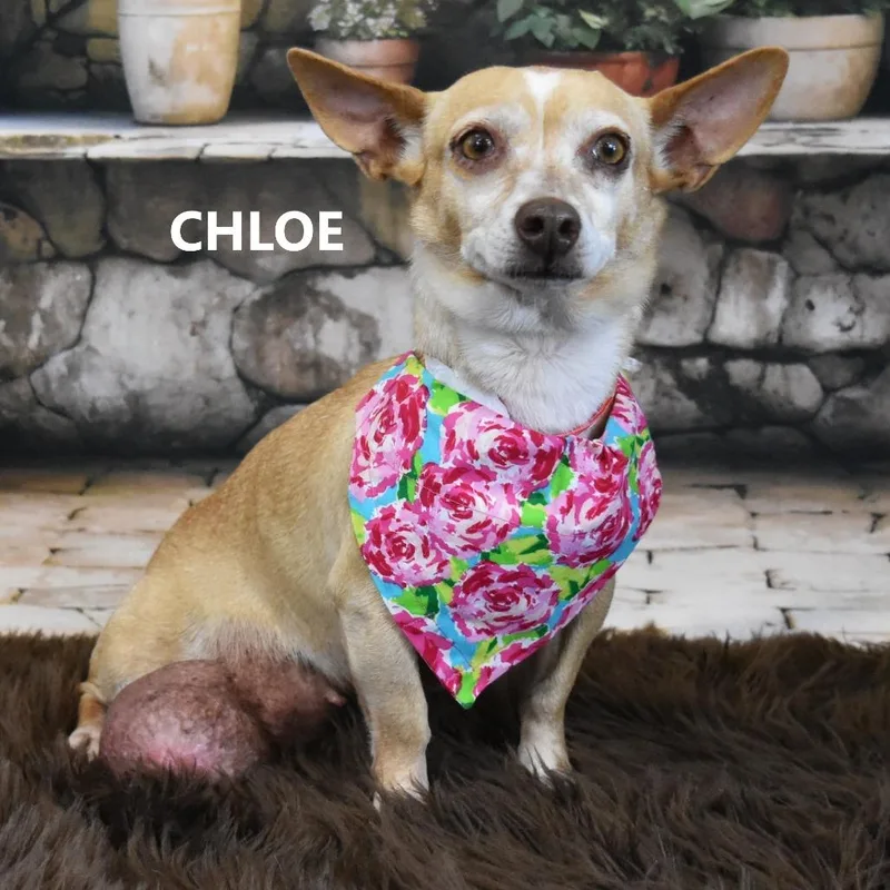 Chloe thumbnail 5