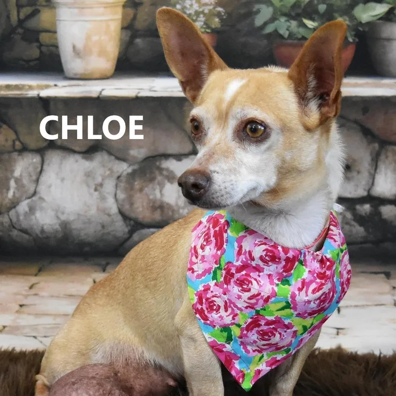 Chloe thumbnail 6
