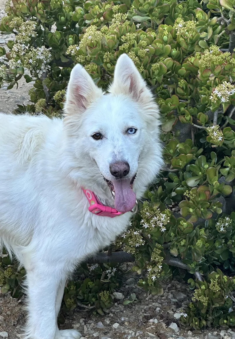 An adult medium-sized female German Shepherd Dog dog named Jesse for adoption in Topanga, CA