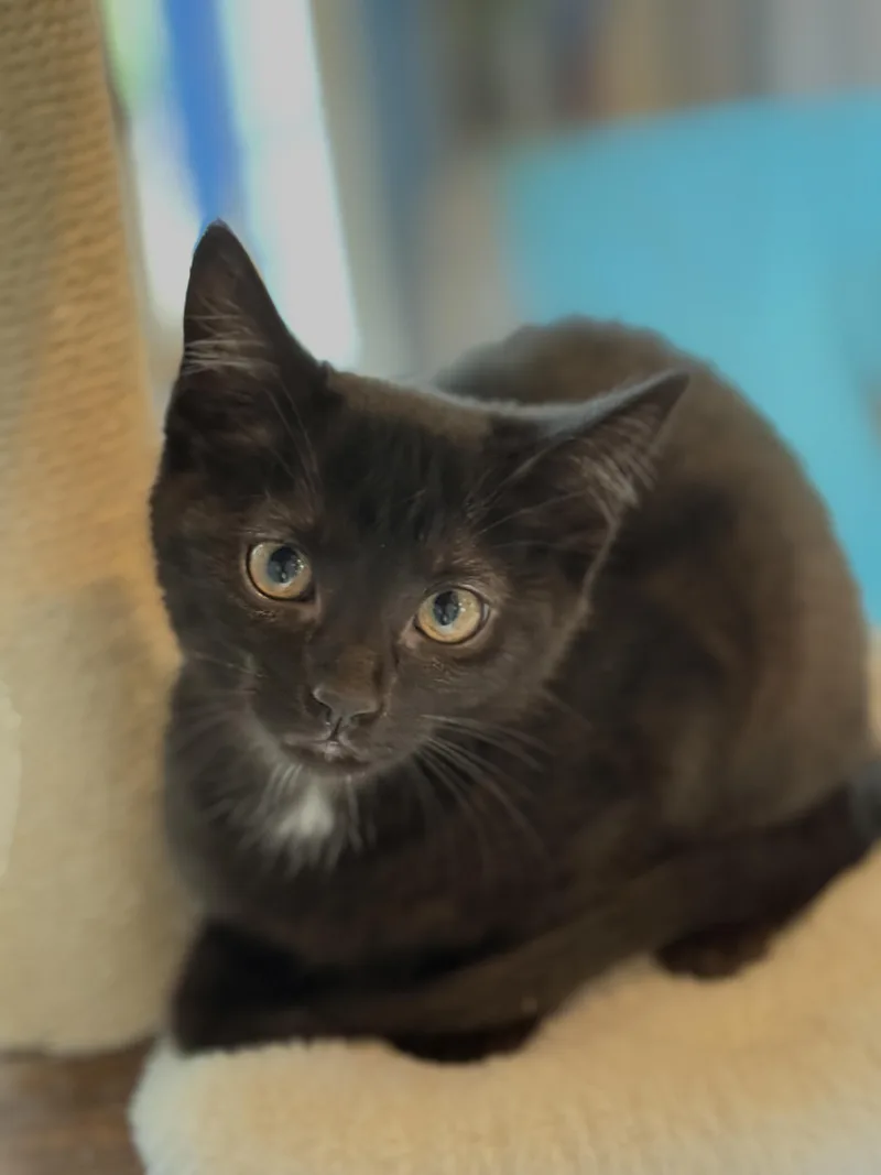 A baby medium-sized female Black Domestic Short Hair cat named Daphne for adoption in Keller, TX