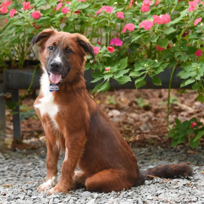 A young medium-sized male Red / Chestnut / Orange Collie dog named Rigatoni for adoption in Wake Forest, NC