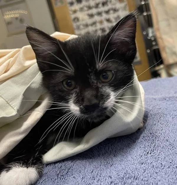 A baby small-sized female Domestic Short Hair cat named Merced for adoption in Escondido, CA