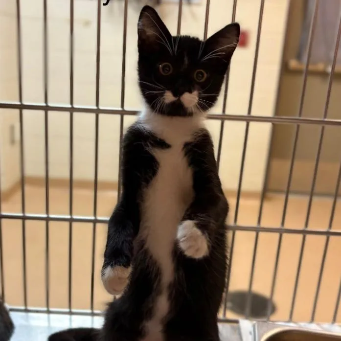 A baby small-sized male Black Domestic Short Hair cat named Sylvester for adoption in Leander, TX