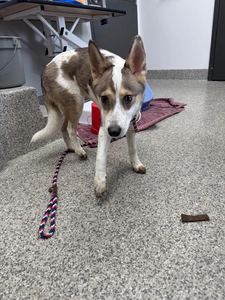 A baby medium-sized female Cattle Dog dog named Mackenzie for adoption in Van Wert, OH