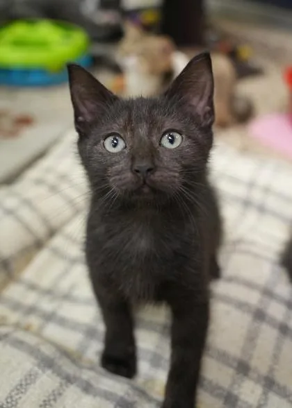 A young small-sized male Domestic Short Hair cat named Fluttershy for adoption in Aiken, SC