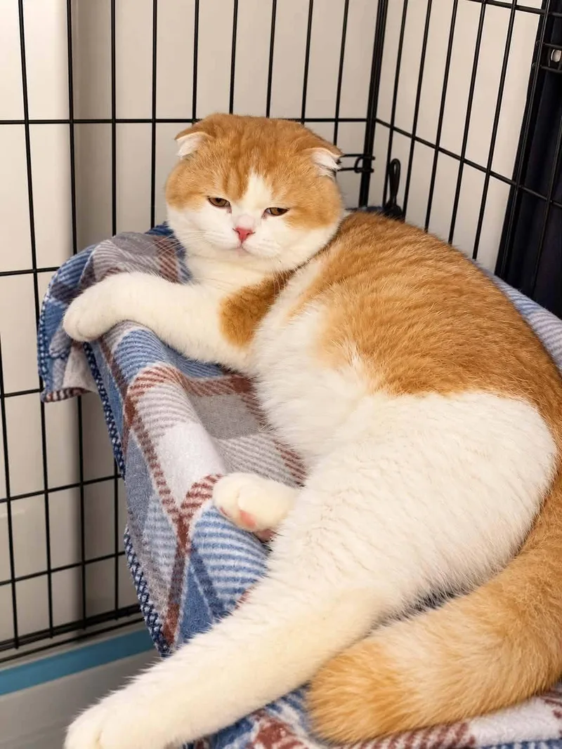 An adult medium-sized male Orange & White Scottish Fold cat named Mango for adoption in Woodmere, NY