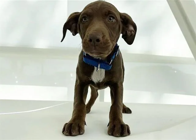 A baby small-sized female Terrier dog named Elizabeth for adoption in Saint Louis, MO