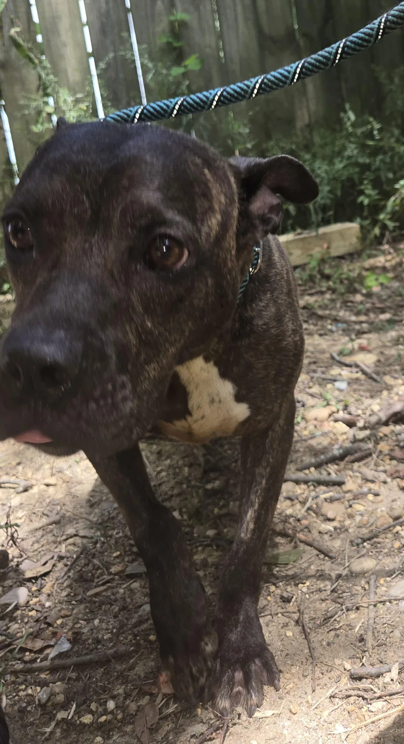 Bat Girl thumbnail 2