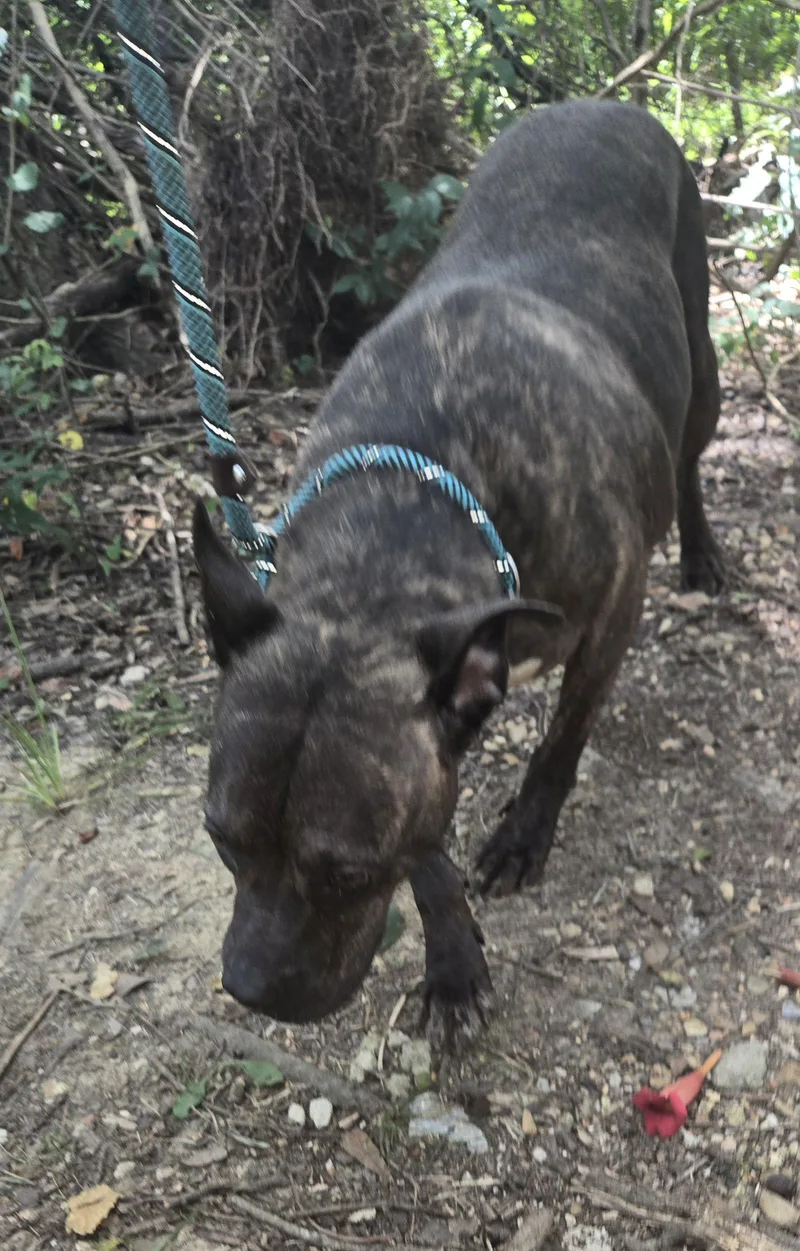 Bat Girl thumbnail 3