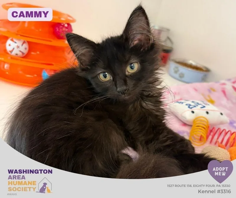 A baby small-sized female Black Domestic Long Hair cat named Cammy for adoption in Eighty Four, PA