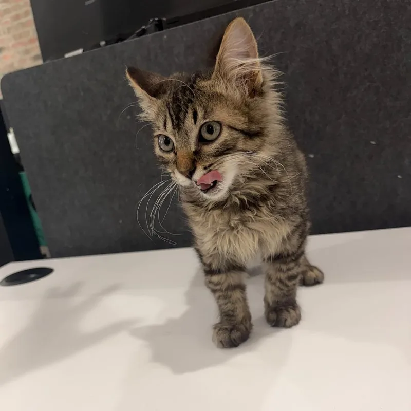A baby small-sized female Domestic Medium Hair cat named Miss Mam for adoption in Livingston, TX