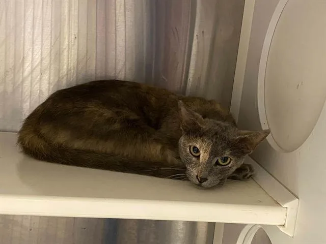 A young small-sized female Domestic Short Hair cat named Dawn for adoption in Tustin, CA