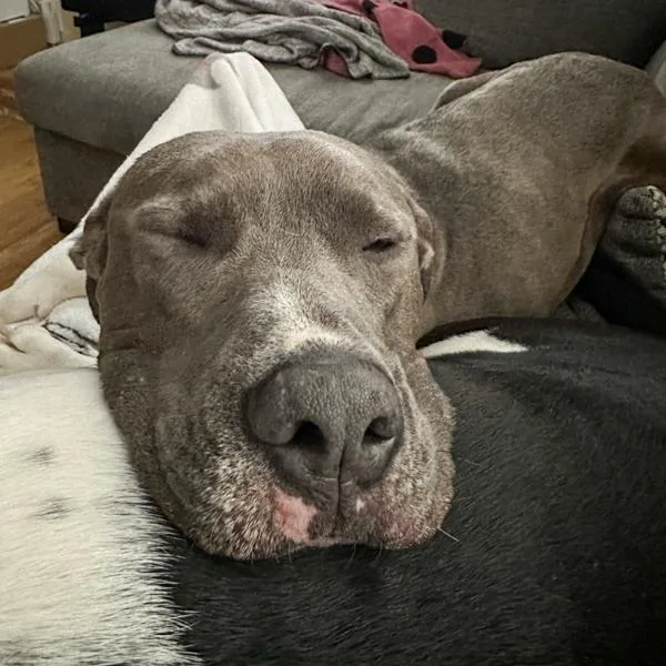 A young medium-sized male Pit Bull Terrier dog named Edgar for adoption in Des Moines, IA