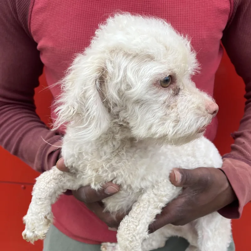 Roscoe  Local April thumbnail 3