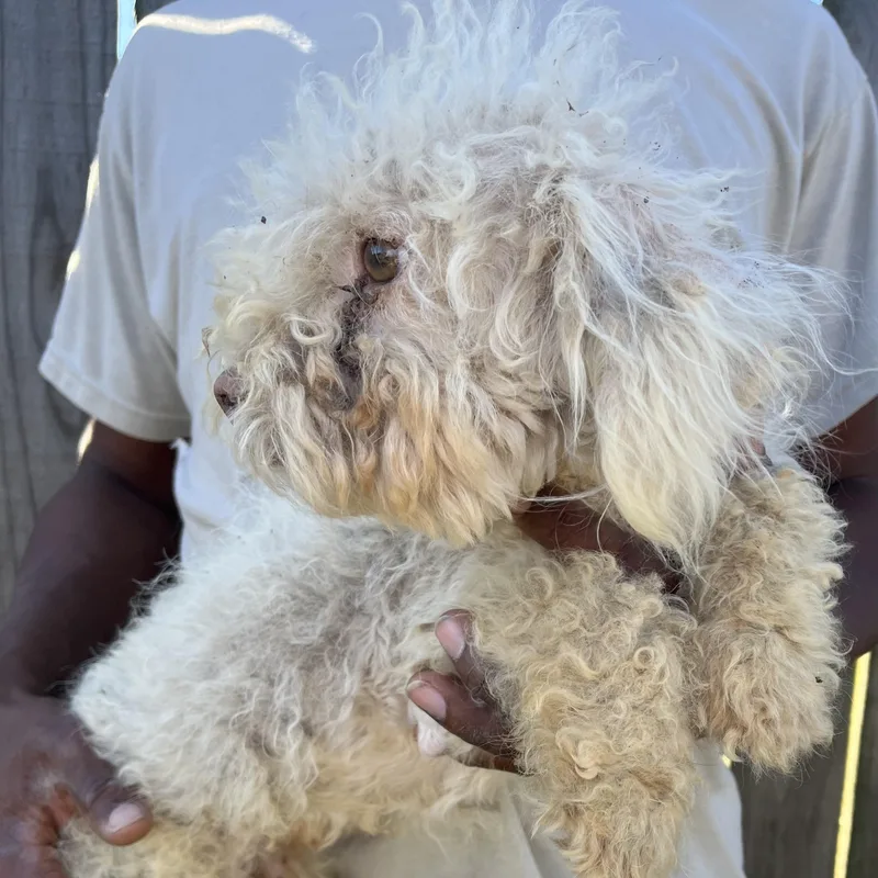 Roscoe  Local April thumbnail 4