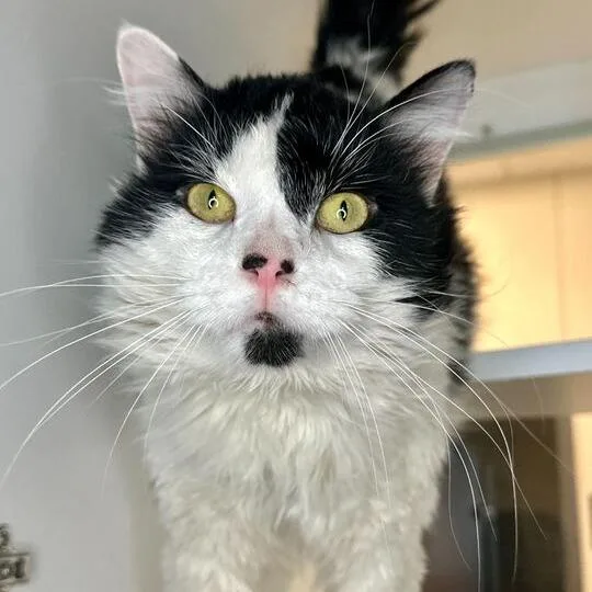 An adult extra large-sized male White Domestic Medium Hair cat named Steven for adoption in Matteson, IL