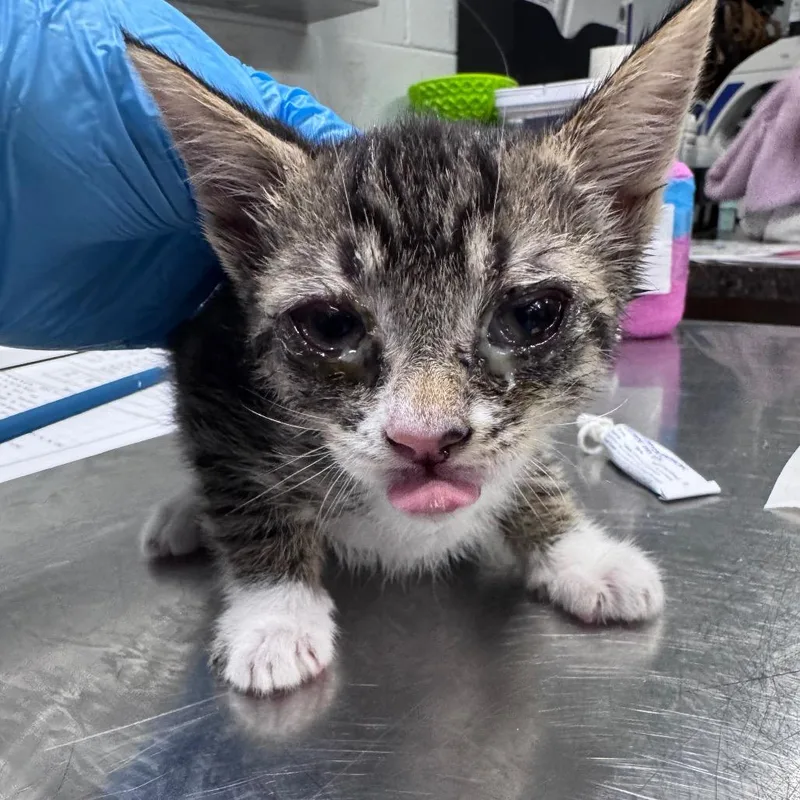 A baby small-sized female Brown / Chocolate Domestic Short Hair cat named Bodoque for adoption in Summerville, SC