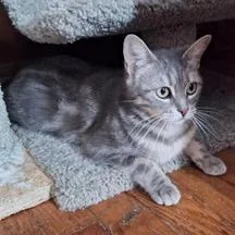 An adult medium-sized female Gray / Blue / Silver Domestic Short Hair cat named Giselle for adoption in Newark, DE