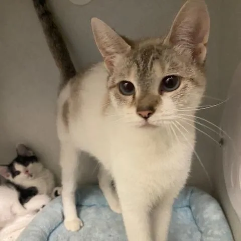 An adult medium-sized female White Siamese cat named Juno for adoption in Dayton, OH