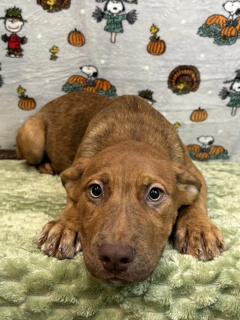A young large-sized male Pit Bull Terrier dog named McMuffin for adoption in Wetumpka, AL