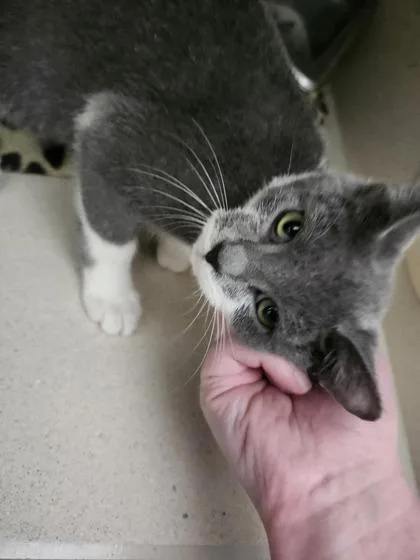 A young small-sized female Domestic Short Hair cat named Wisteria for adoption in Columbus, IN