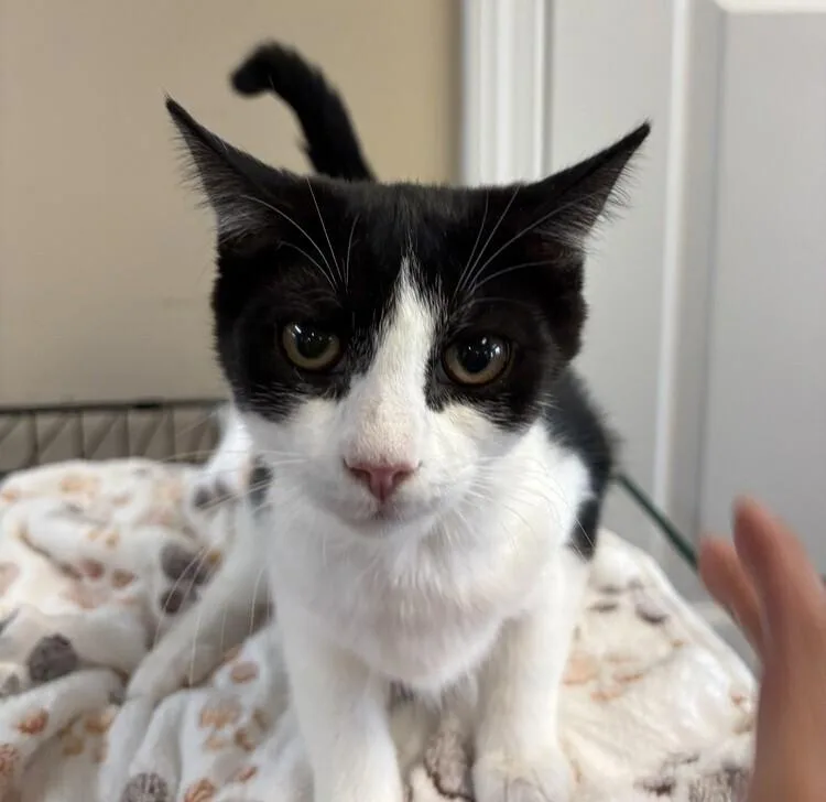A baby small-sized female Domestic Short Hair cat named Reba for adoption in Southbury, CT