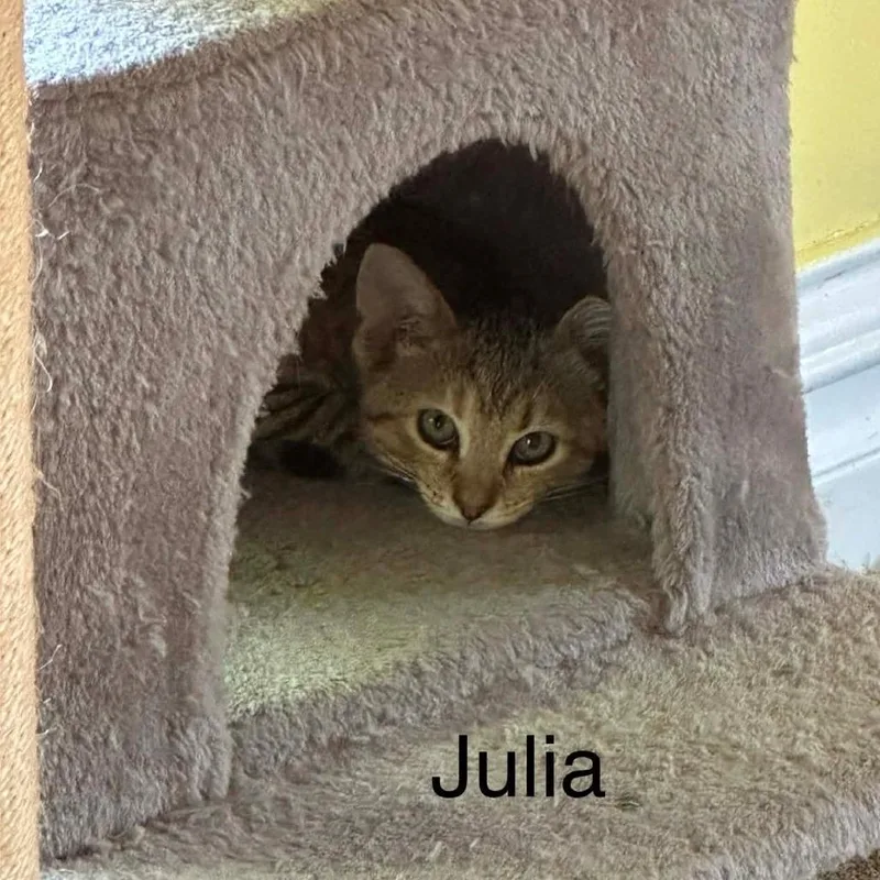 Julia thumbnail 2