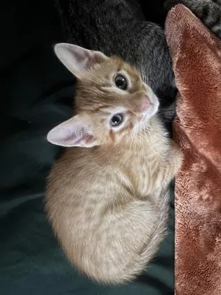 A baby small-sized male Domestic Short Hair cat named Archer for adoption in Fort Worth, TX