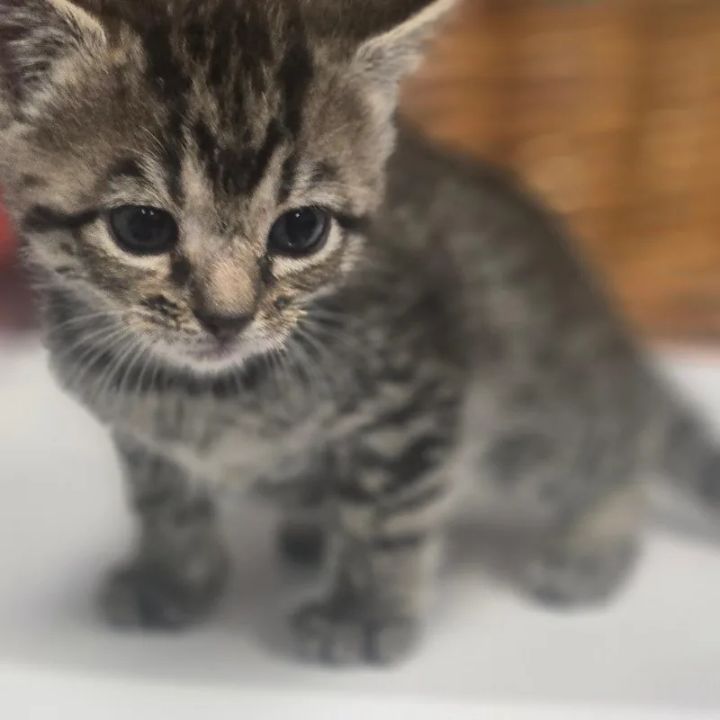 A baby small-sized female Brown / Chocolate Domestic Short Hair cat named Hera for adoption in Milton, FL