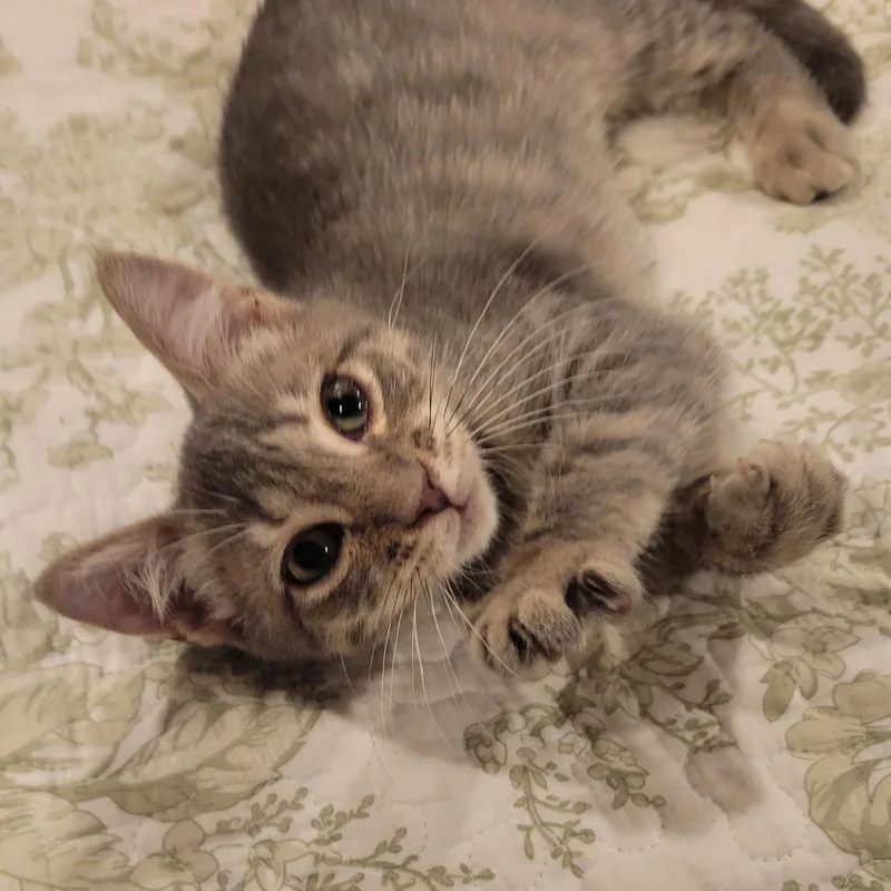 A baby medium-sized female Tabby (Gray / Blue / Silver) Tabby cat named Maisie for adoption in Pawleys Island, SC