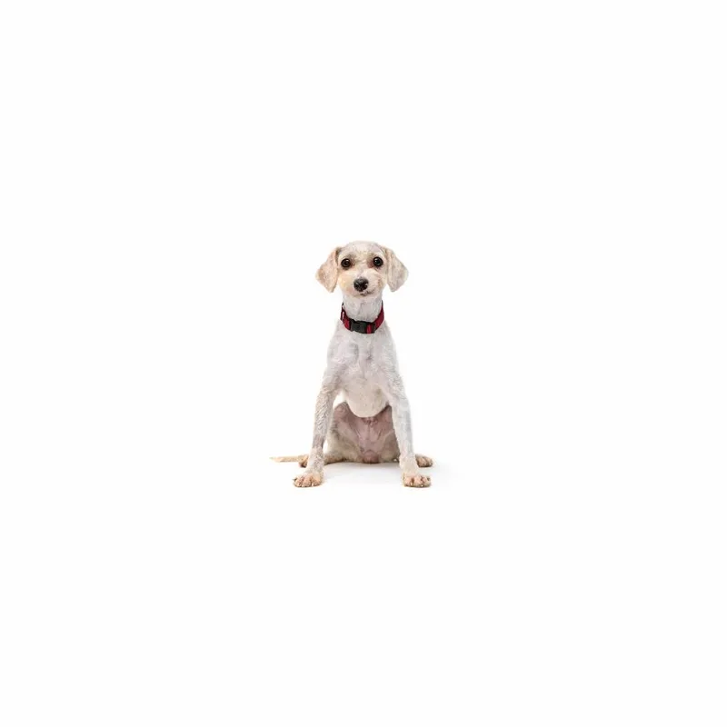 A young small-sized female White / Cream Mixed Breed dog named Adriana for adoption in Playa Vista, CA