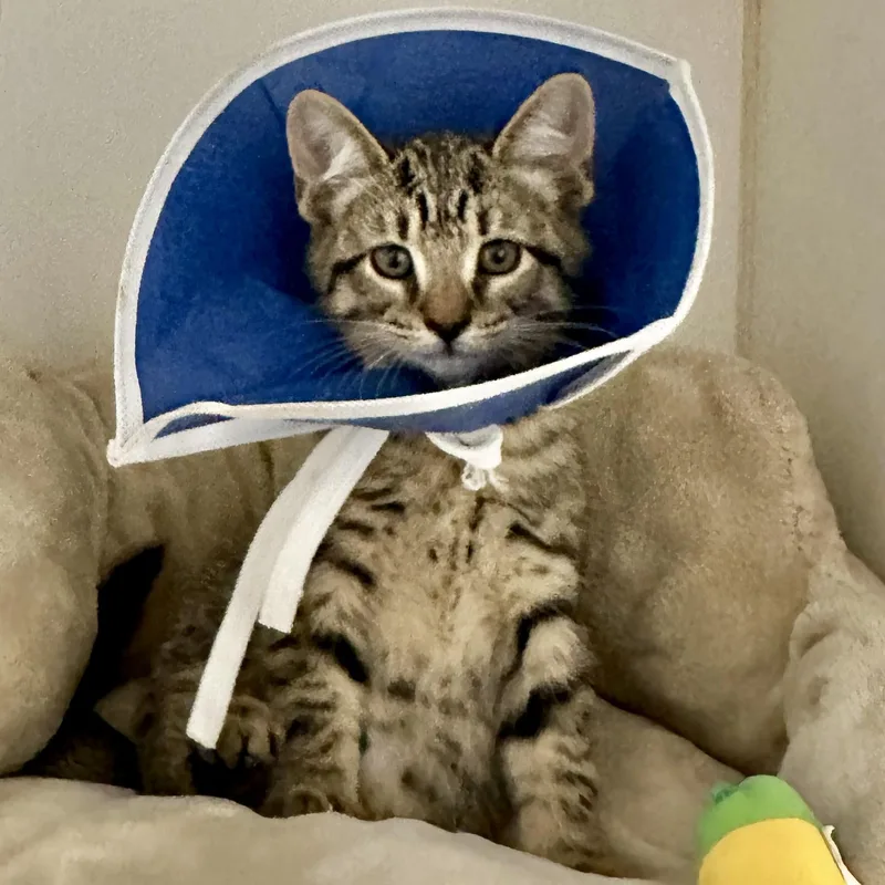 A young medium-sized male Domestic Short Hair cat named Chip for adoption in Reisterstown, MD