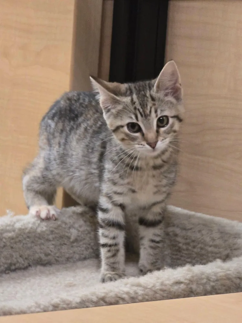 A baby small-sized female Tabby (Brown / Chocolate) Domestic Short Hair cat named Melonie At Petsmart for adoption in Kalamazoo, MI