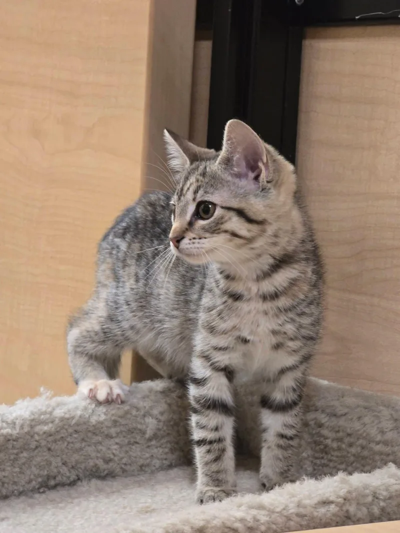Melonie  At Petsmart thumbnail 2