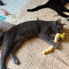 Pickles thumbnail 2