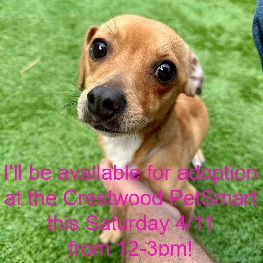 An adult small-sized male Yellow / Tan / Blond / Fawn Mixed Breed dog named Evan for adoption in Matteson, IL