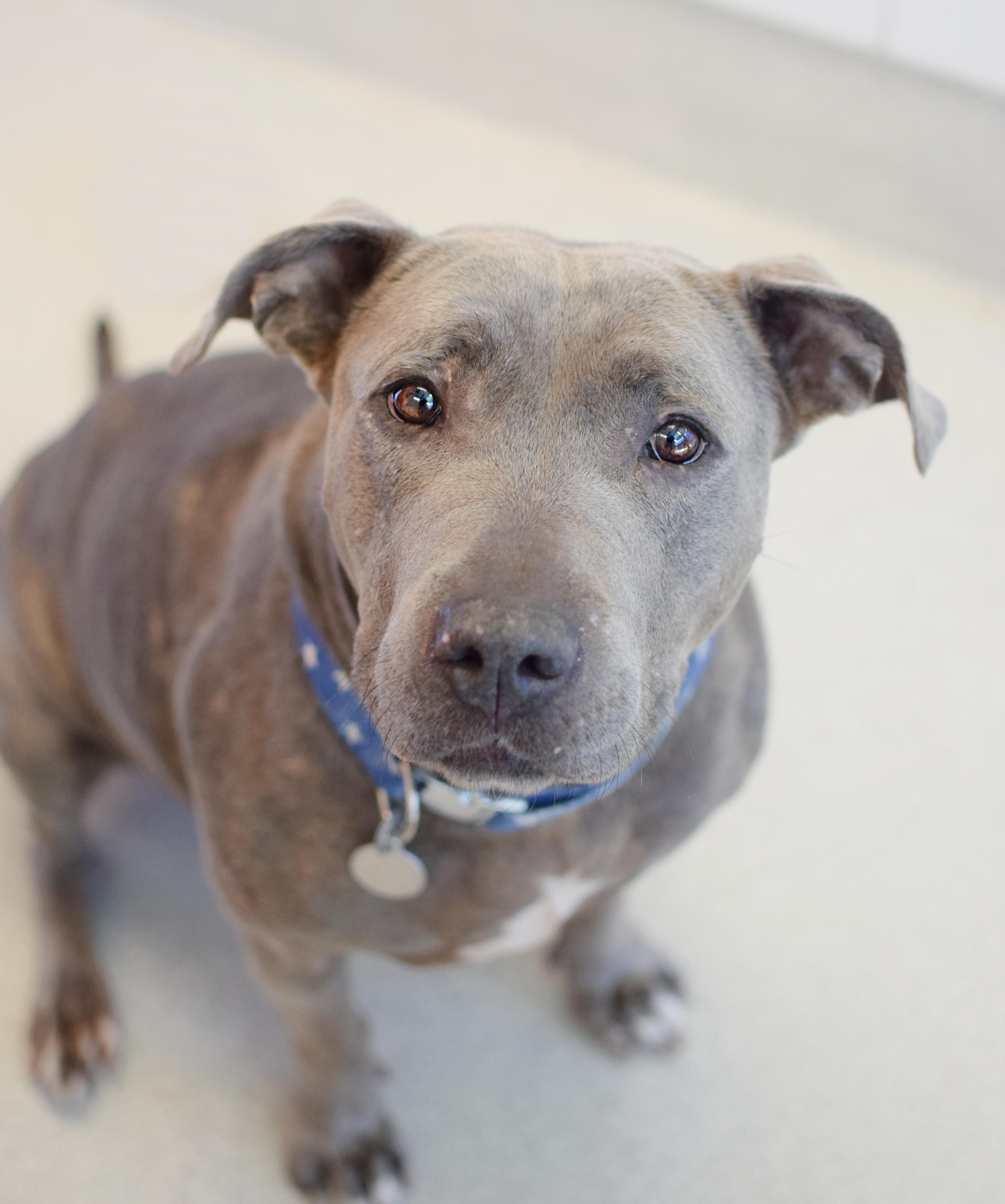 An adult large-sized female Gray / Blue / Silver Pit Bull Terrier dog named Diamond for adoption in Pontiac, MI