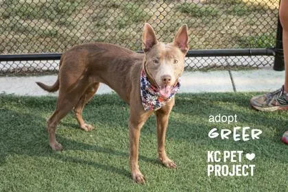 An adult large-sized female Yellow / Tan / Blond / Fawn Australian Kelpie dog named Greer for adoption in Kansas City, MO