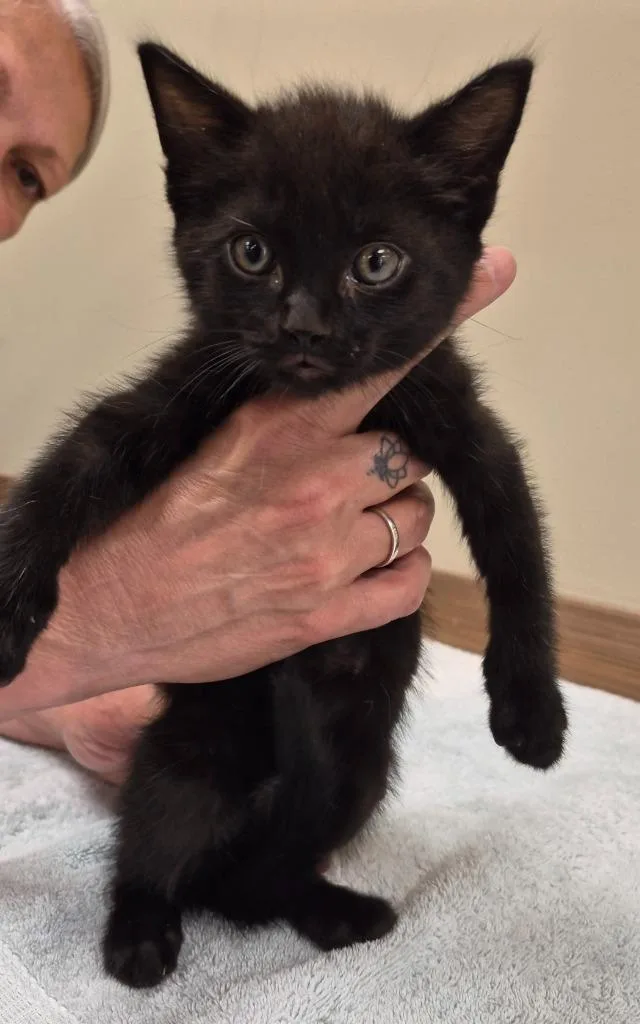 A baby medium-sized male Domestic Short Hair cat named Joe Pye for adoption in Christiansburg, VA